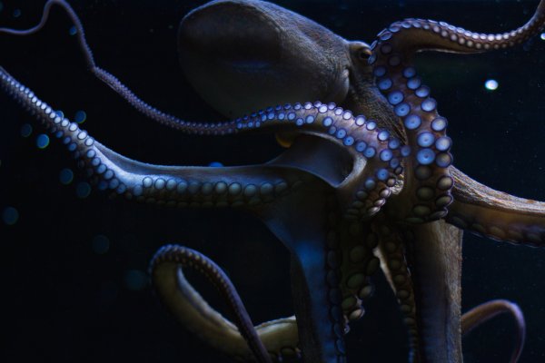 Kraken вход зеркало